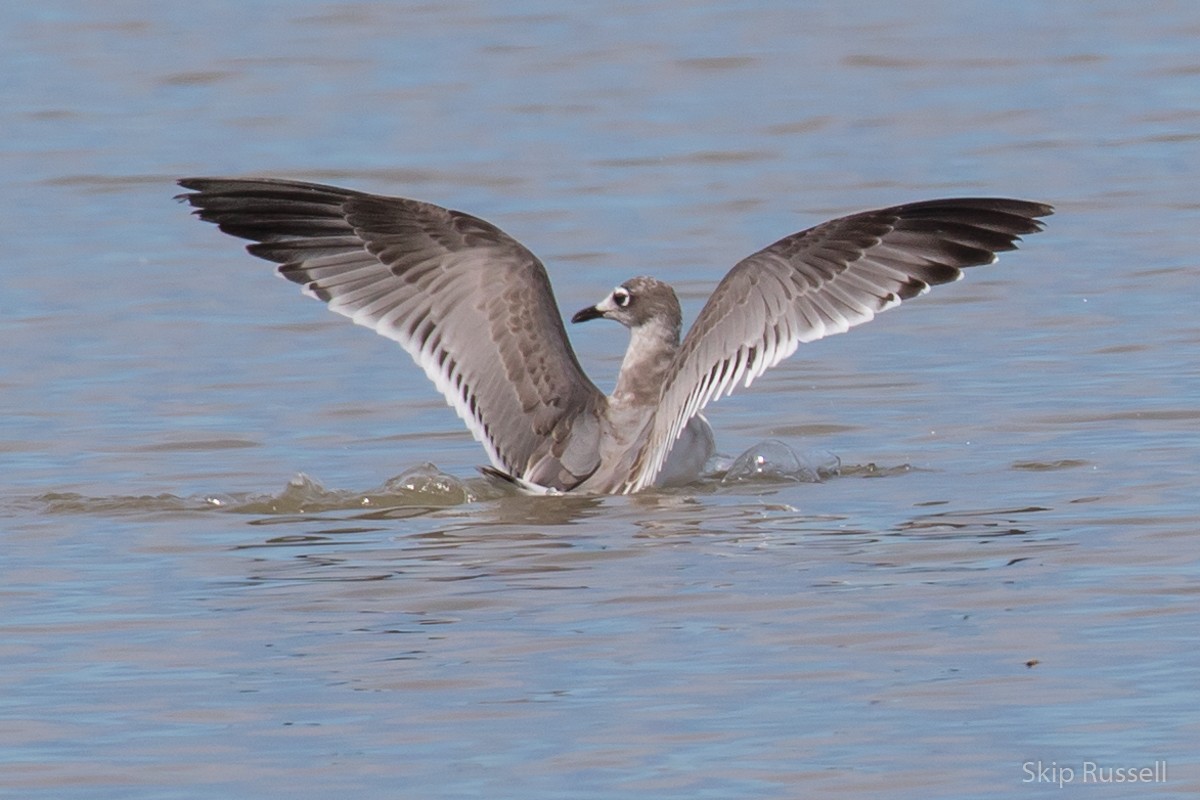 Mouette de Franklin - ML477491791