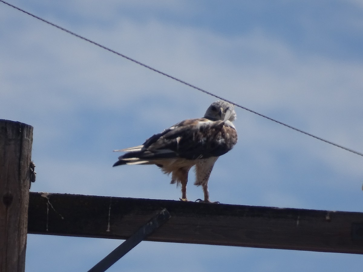 Ferruginous Hawk - ML477492891