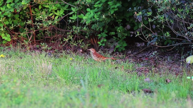 Brown Thrasher - ML477493