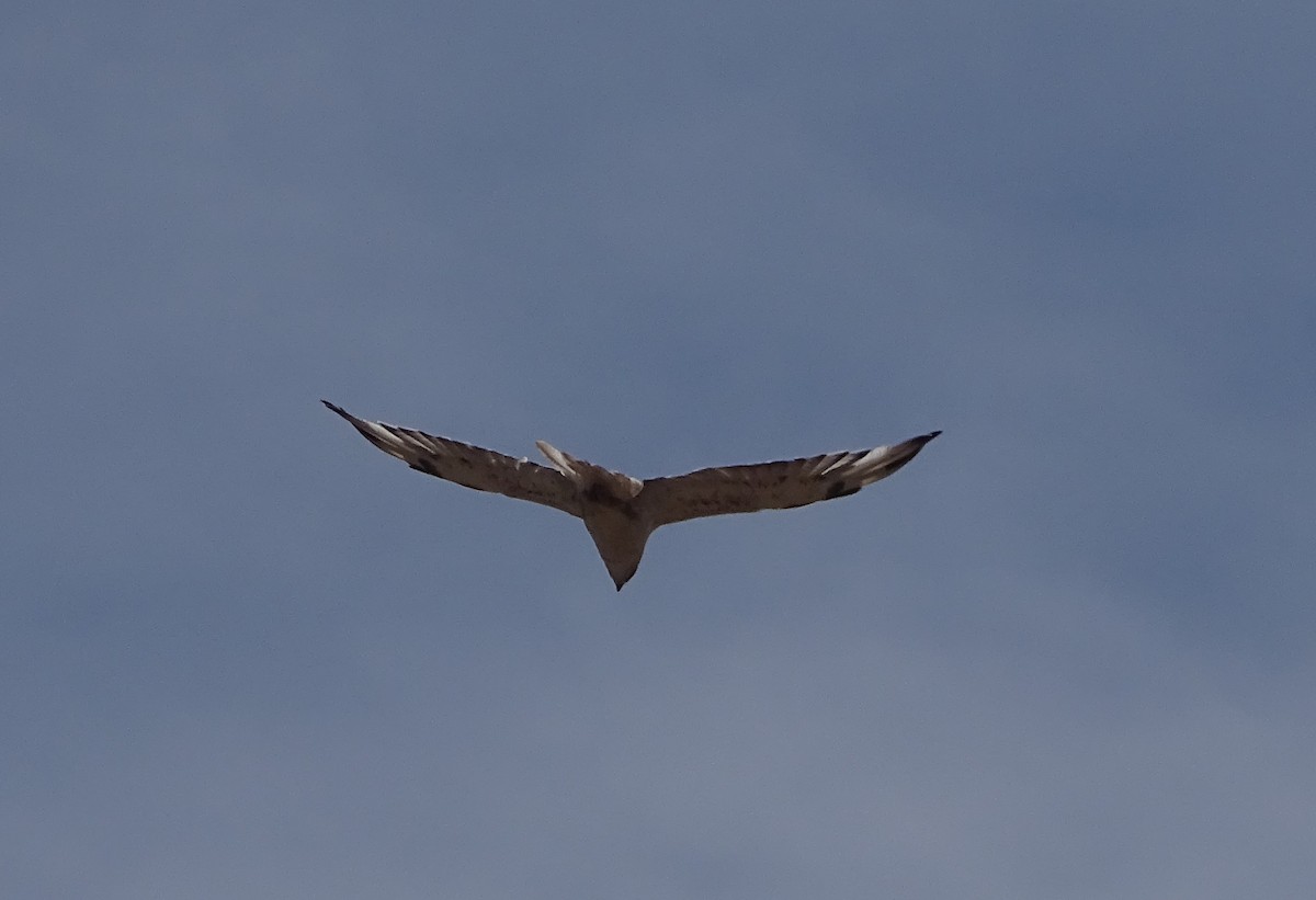 Ferruginous Hawk - ML477493111