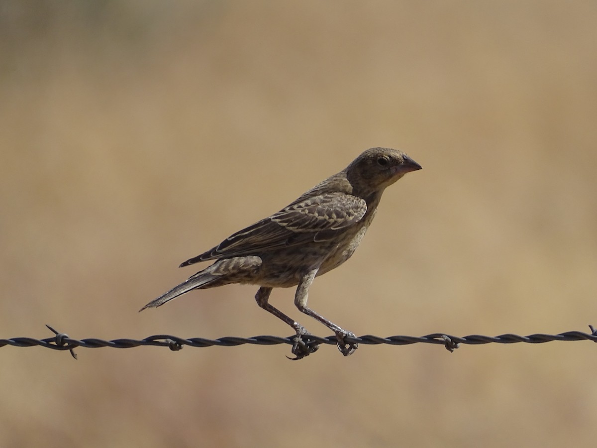 Brown-headed Cowbird - Louie Johnson