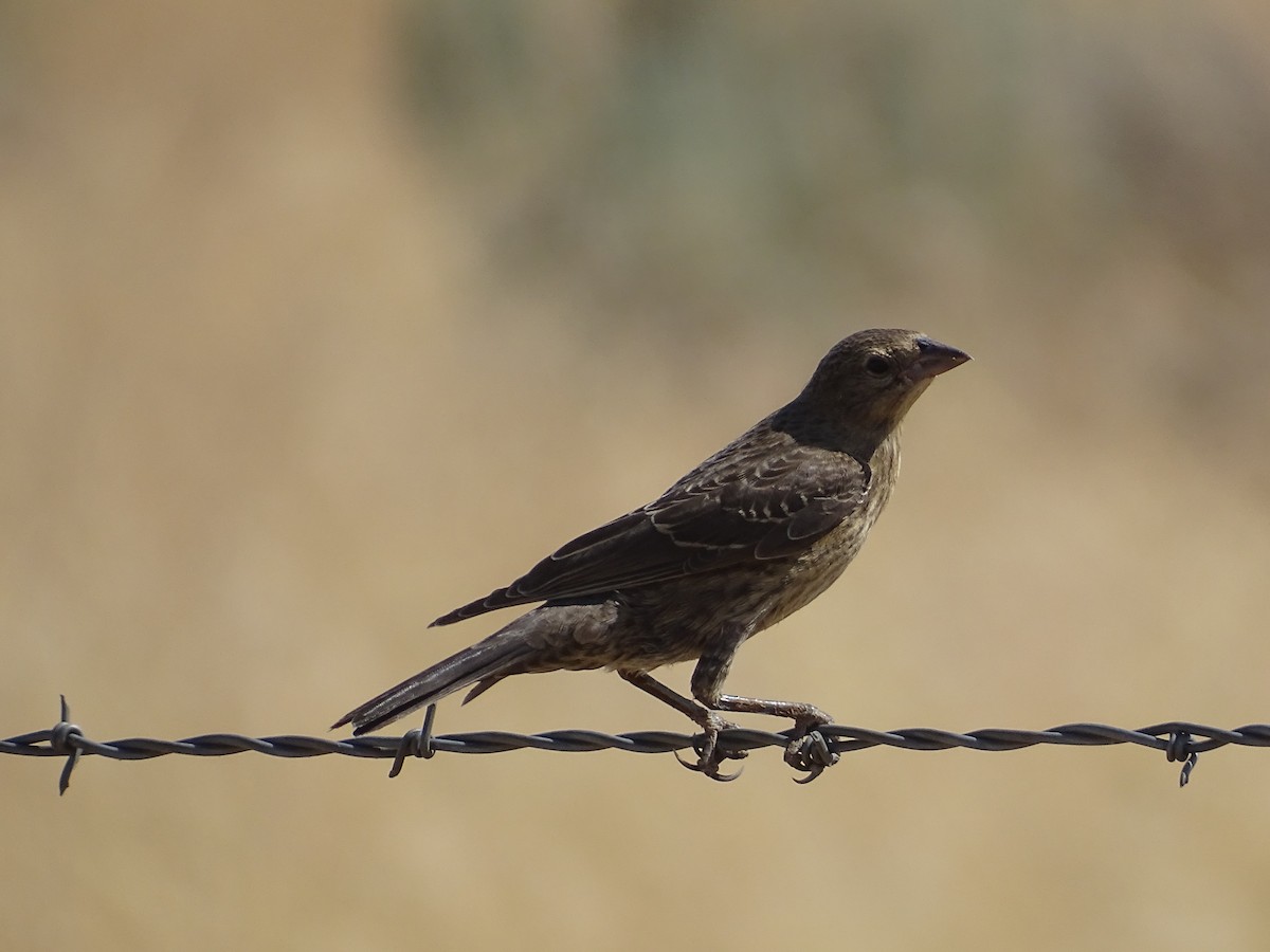 Brown-headed Cowbird - ML477493231