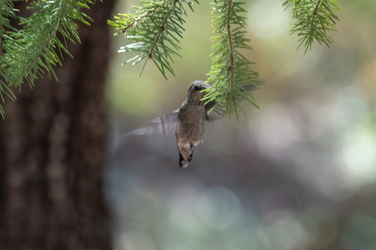 Anna's Hummingbird - ML477493721