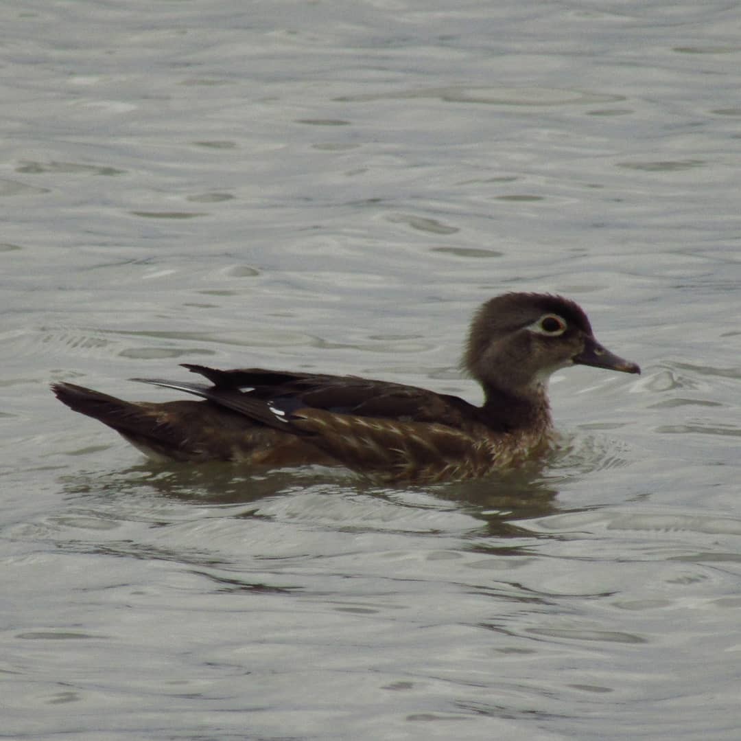 Wood Duck - ML477494391