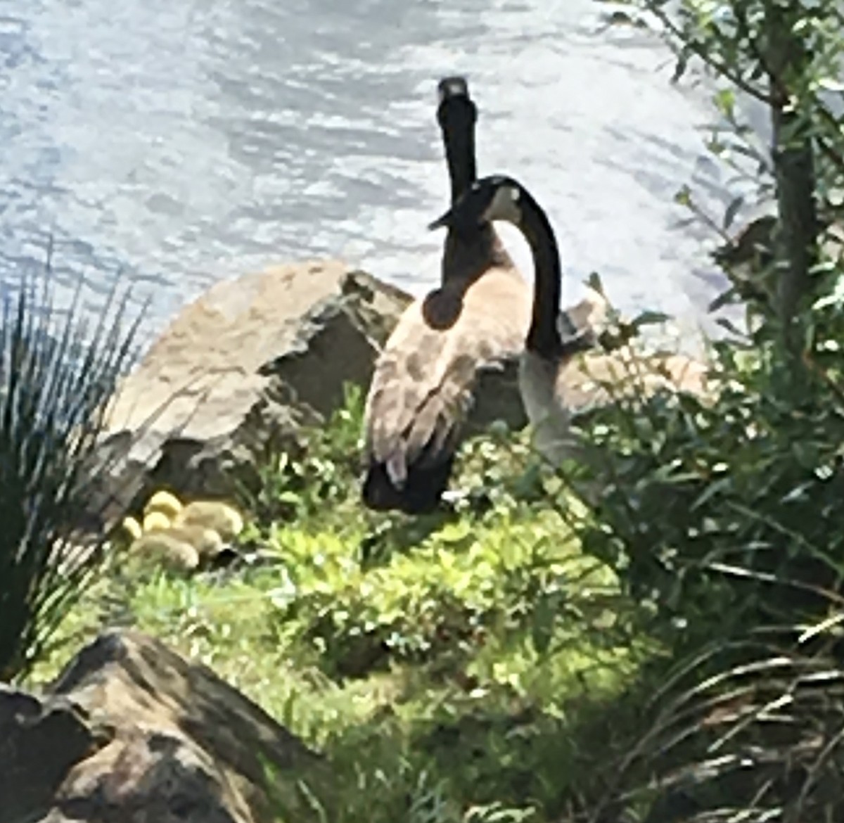 Canada Goose - Sarah McCarty