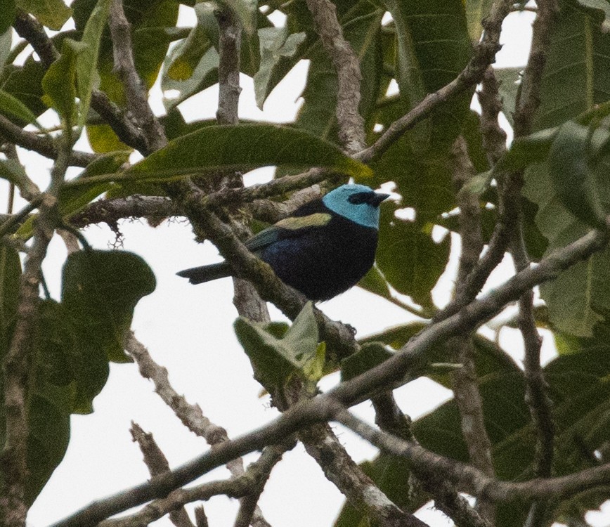 Blue-necked Tanager - Lindy Fung