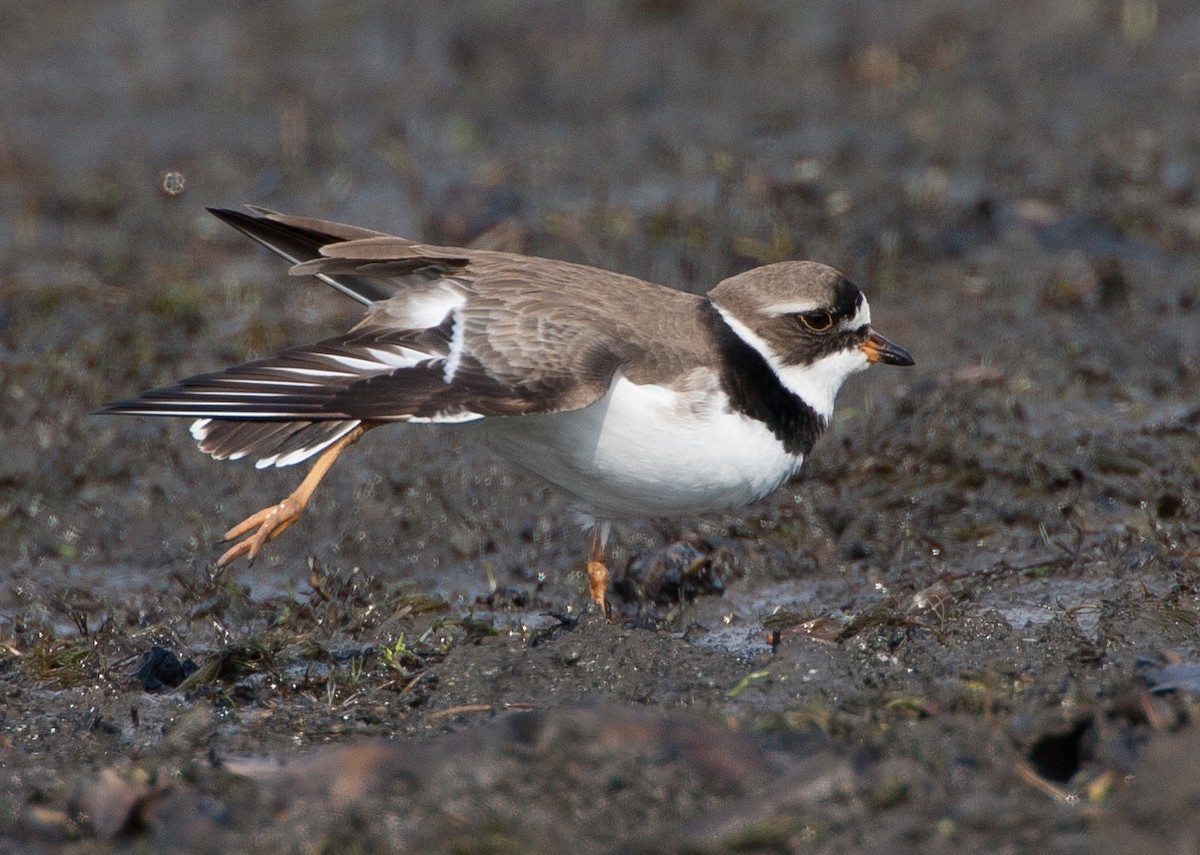 Semipalmated Plover - Jeffrey Moore
