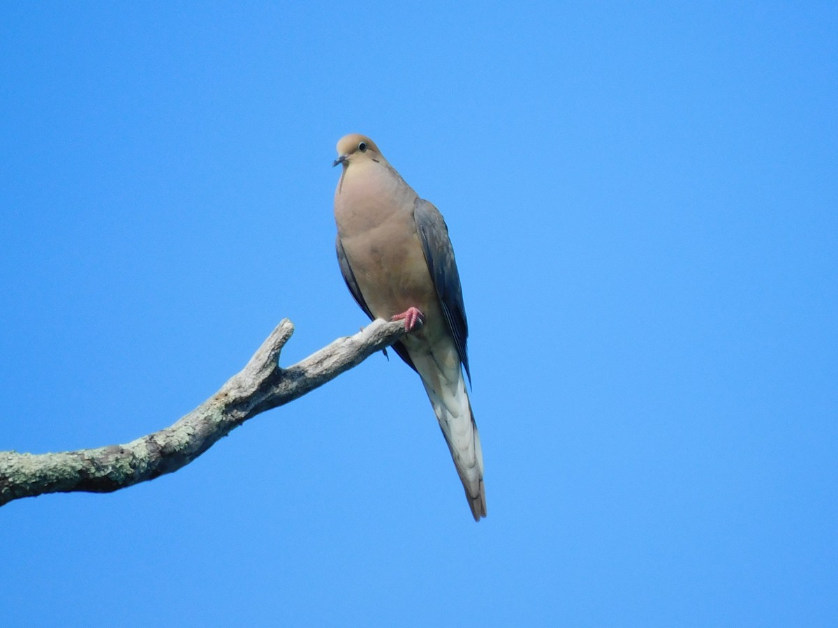 Mourning Dove - ML477496611