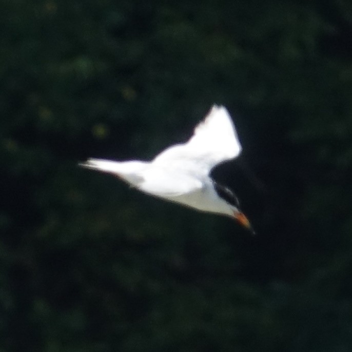 Forster's Tern - ML477497081