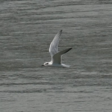 Forster's Tern - ML477497101