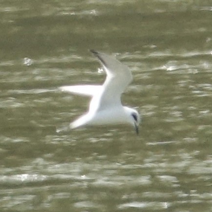 Forster's Tern - ML477497111