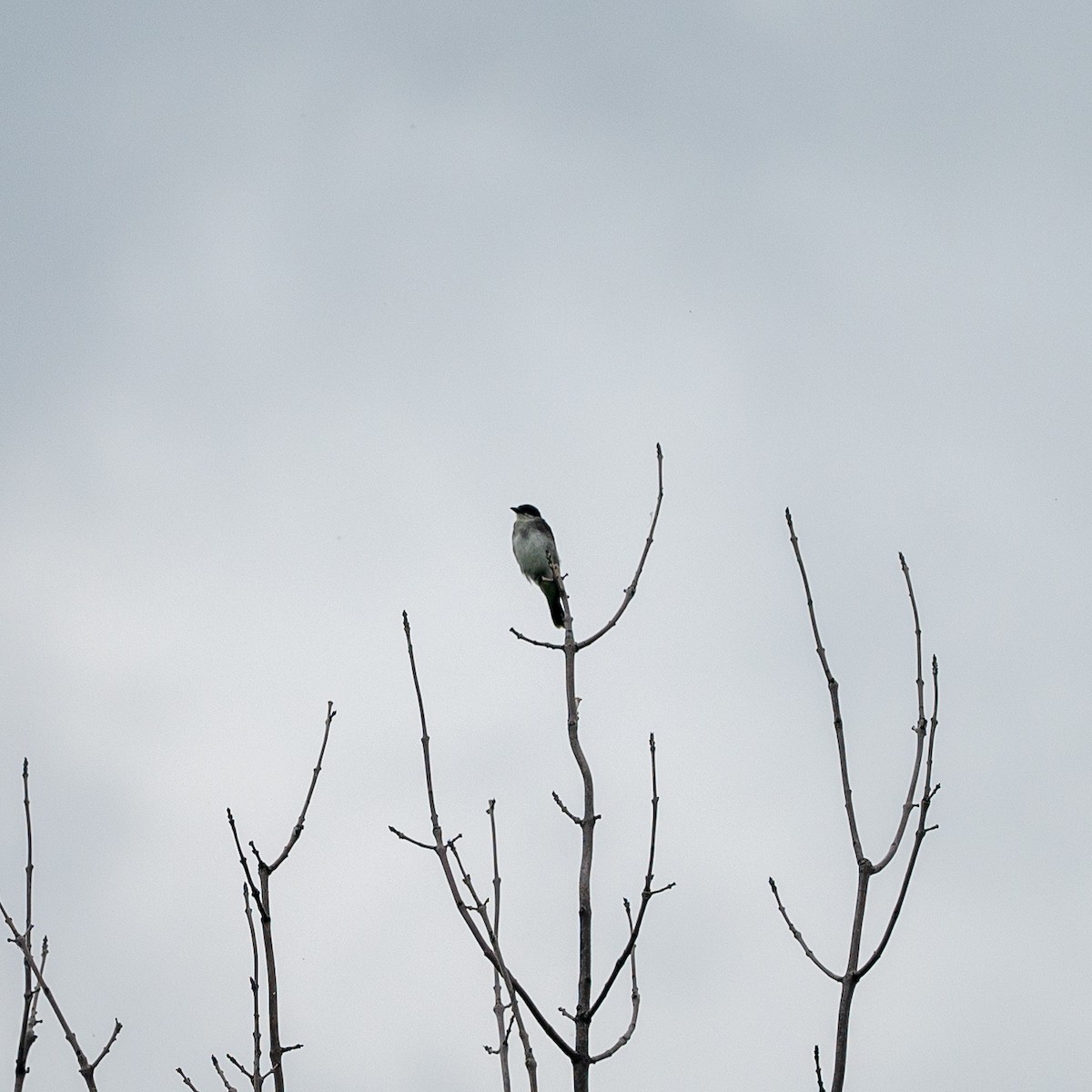 Eastern Kingbird - ML477497461