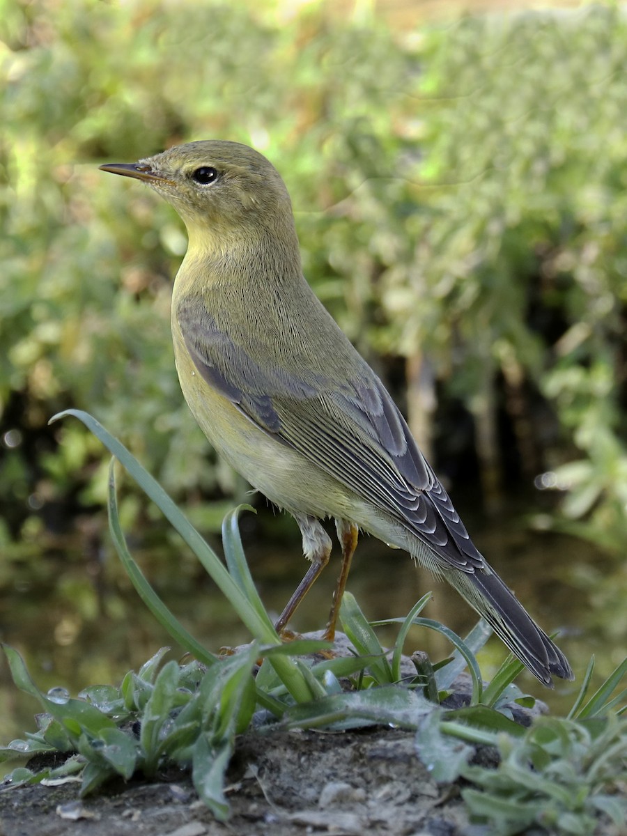 Willow Warbler - ML477497551