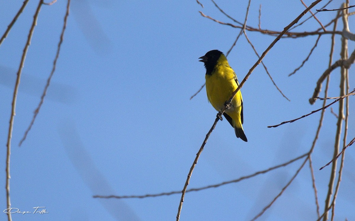 Hooded Siskin - ML477498531