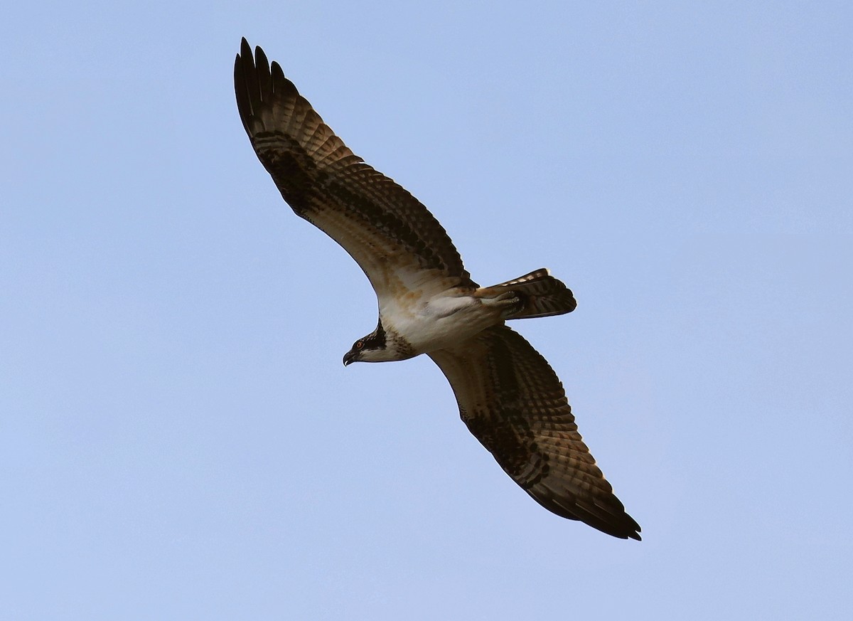 Águila Pescadora - ML477498801