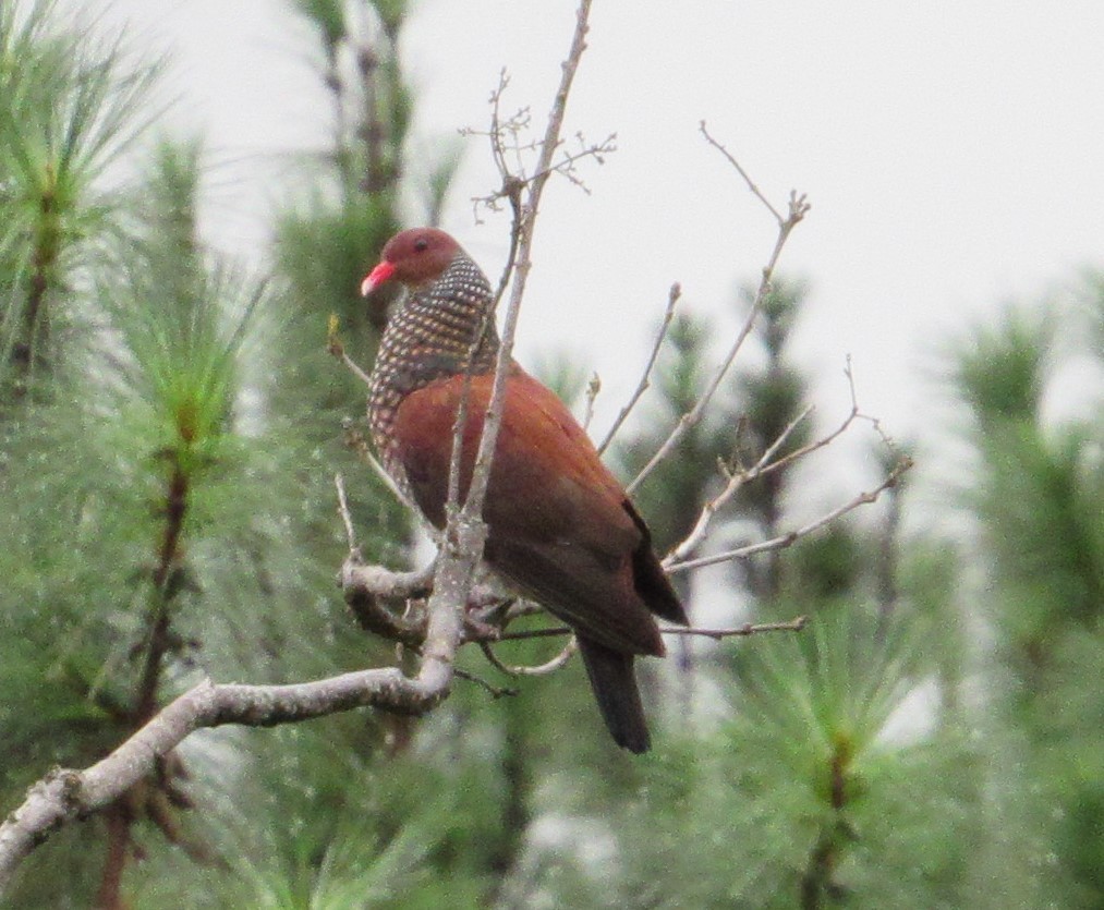 Scaled Pigeon - ML477499871