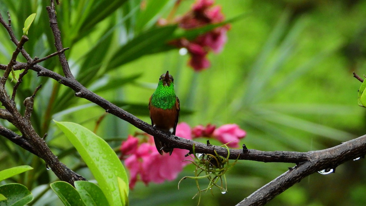Chestnut-bellied Hummingbird - Jorge Muñoz García   CAQUETA BIRDING