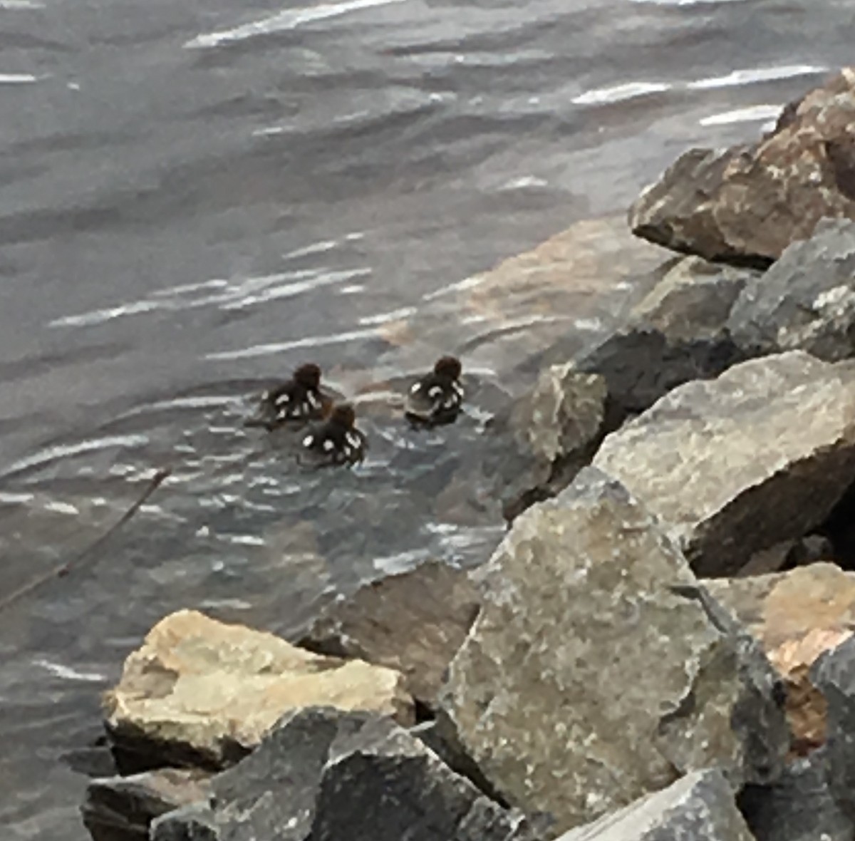 Common Merganser (Eurasian) - ML477500561