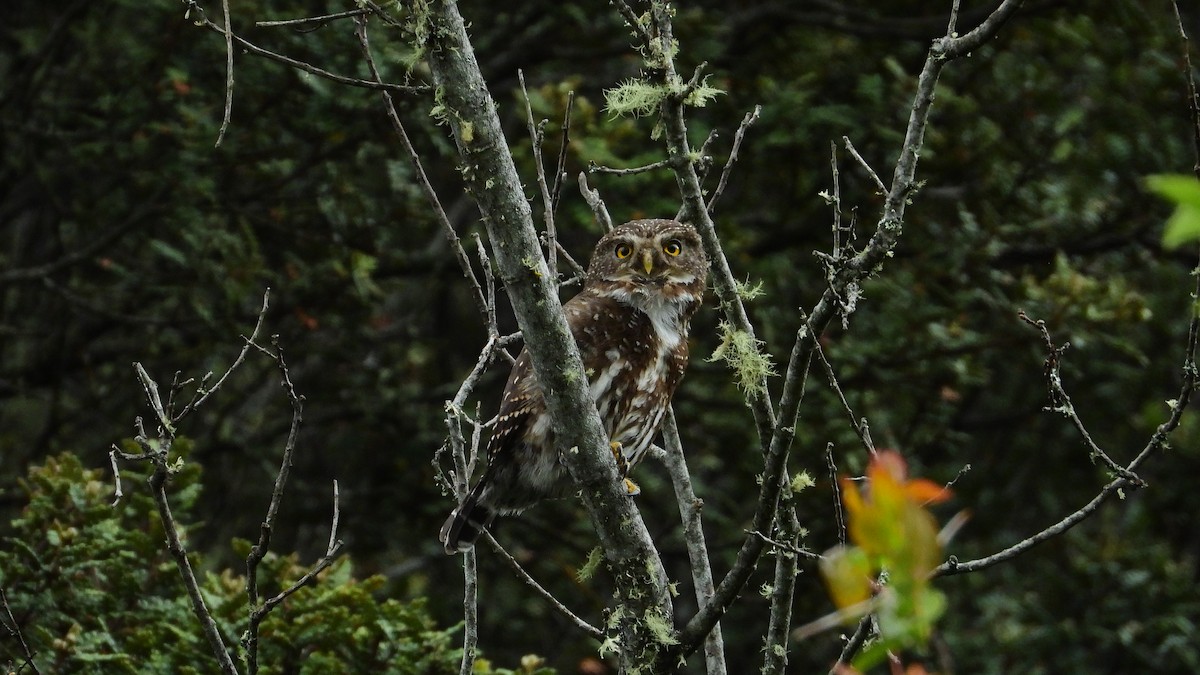 Andean Pygmy-Owl - ML477501921