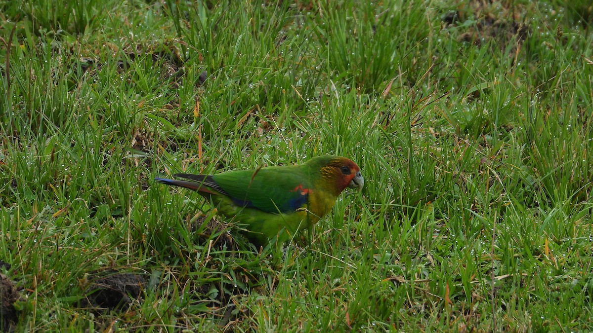 Rusty-faced Parrot - ML477502061