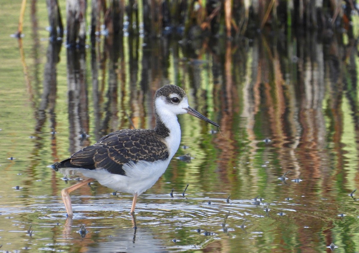 Black-necked Stilt - Kalin Ocaña