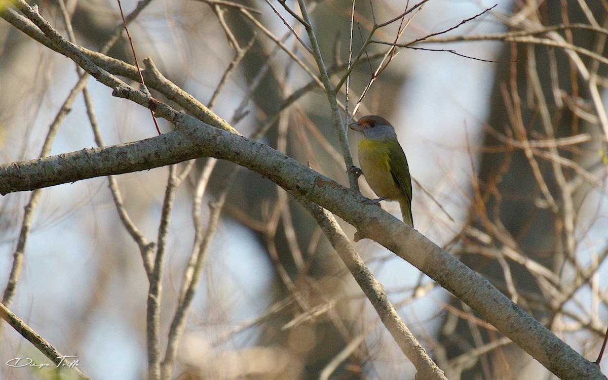 Rufous-browed Peppershrike - ML477504211