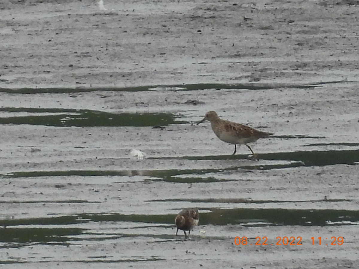 Pectoral Sandpiper - ML477504861