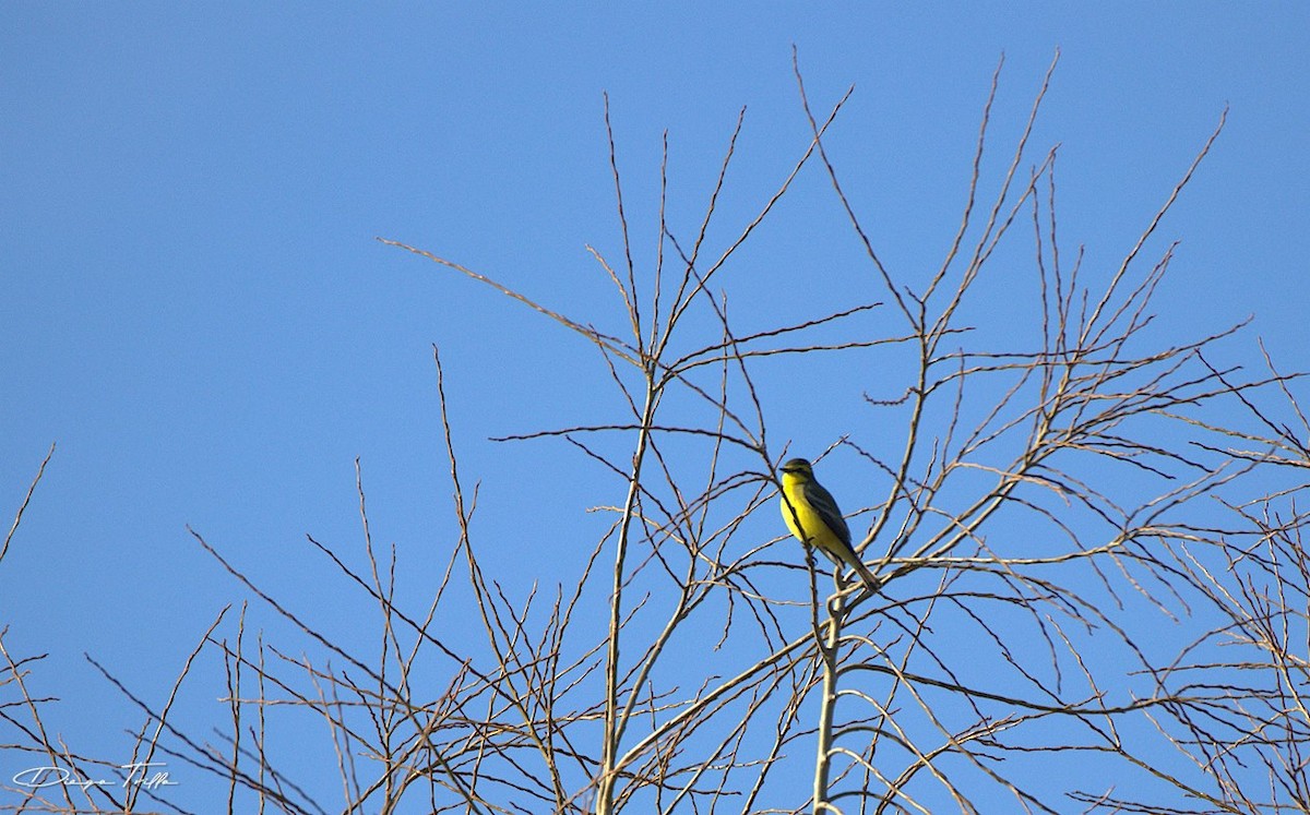 Moucherolle à sourcils jaunes - ML477506411