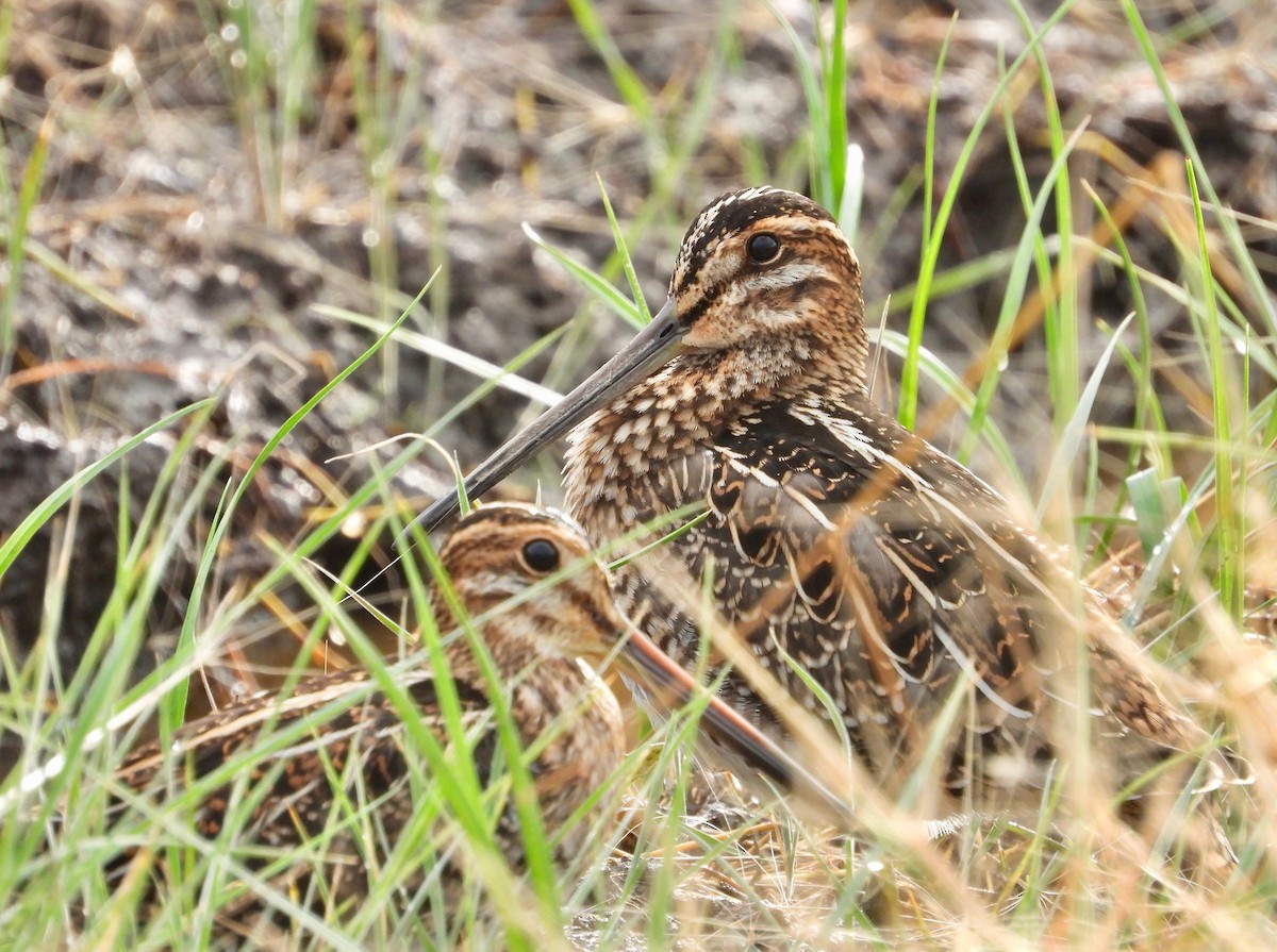 Wilson's Snipe - ML477506751