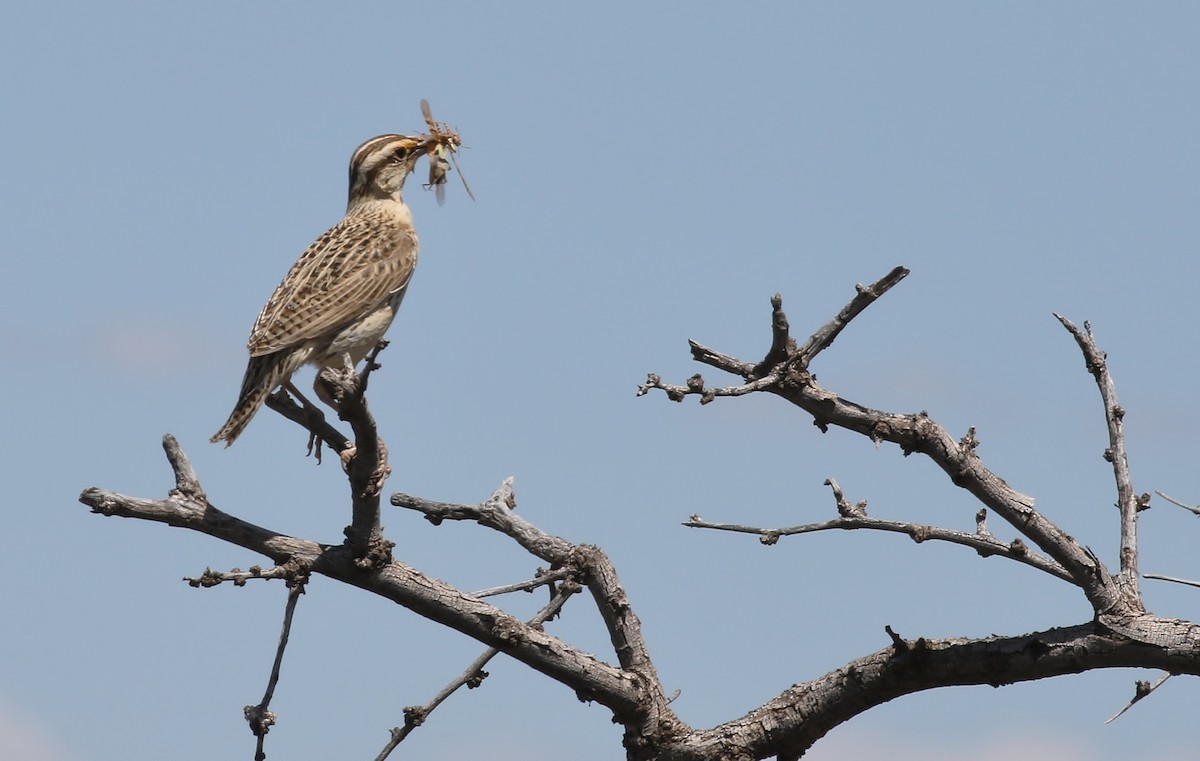 Chihuahuan Meadowlark - ML477507141