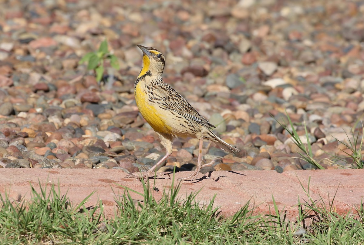 Chihuahuan Meadowlark - ML477507151