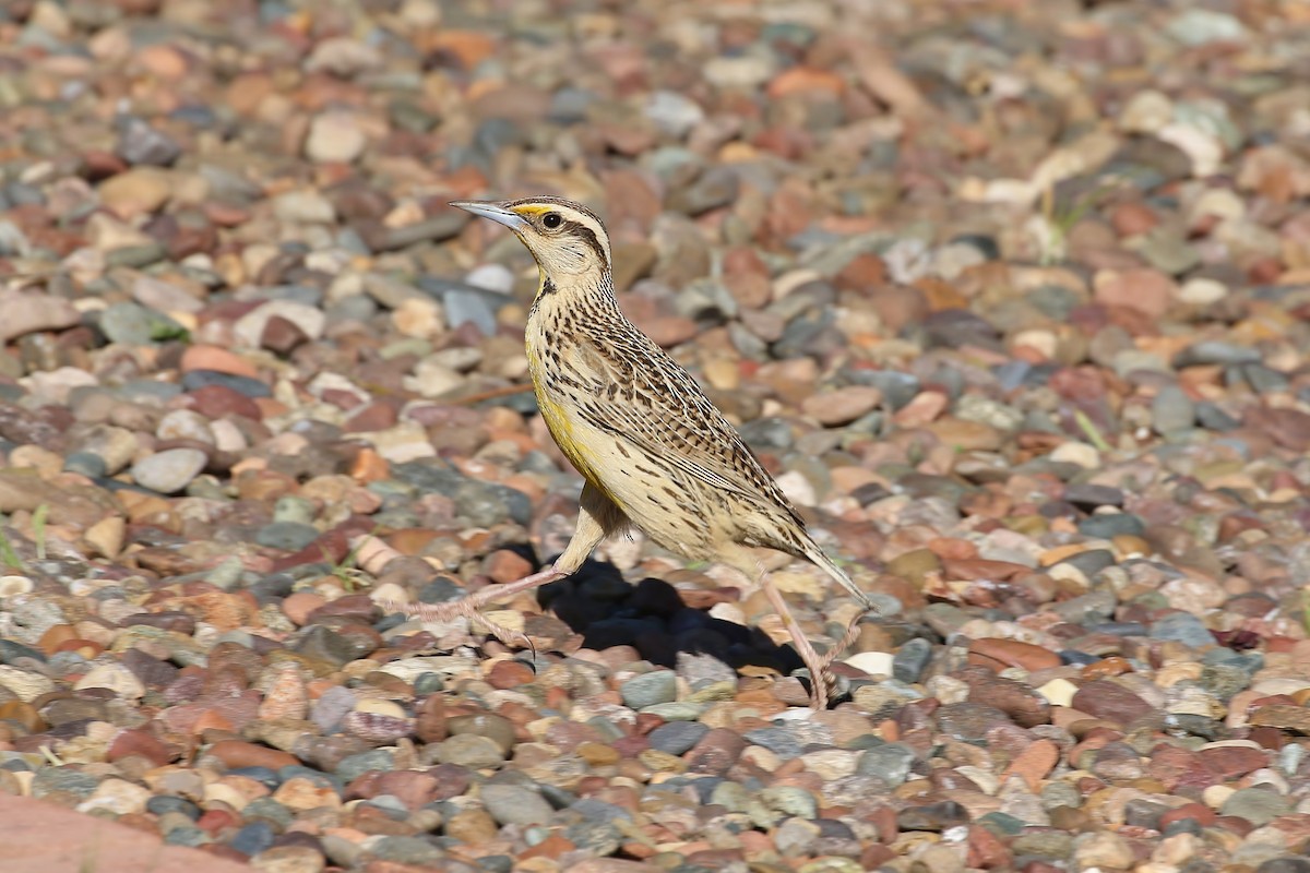 Chihuahuan Meadowlark - ML477507161