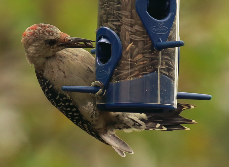 Red-headed Woodpecker - ML477507601