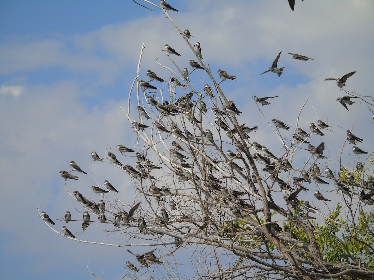 Bank Swallow - ML477508681