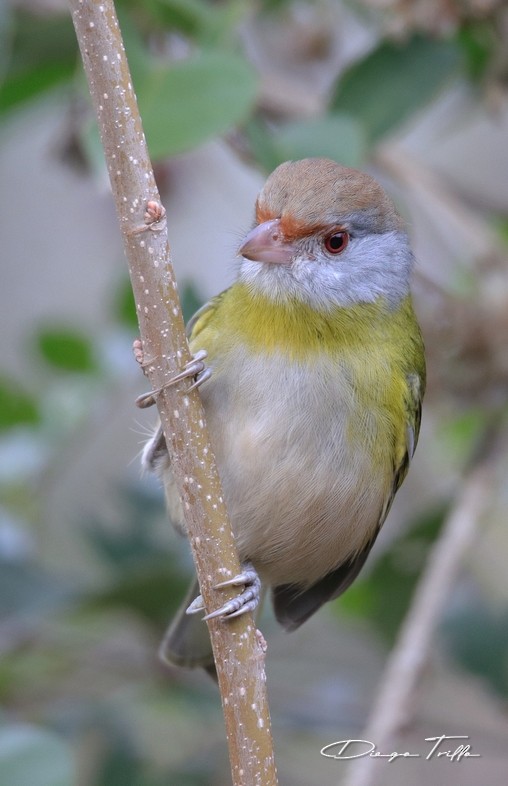 Rufous-browed Peppershrike - Diego Trillo