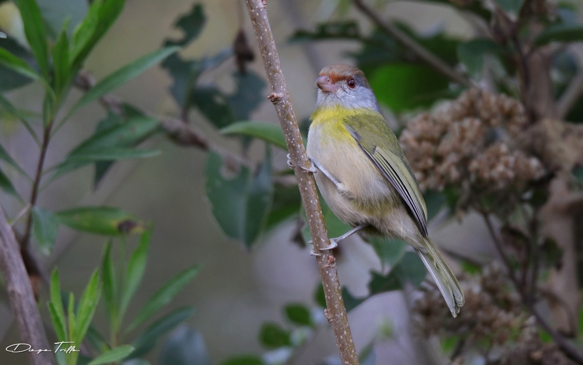 Rufous-browed Peppershrike - ML477508951