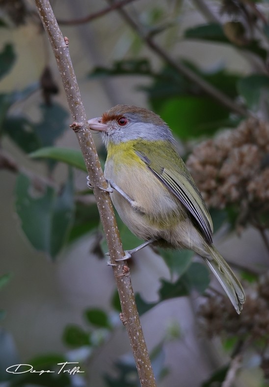 Rufous-browed Peppershrike - ML477508961