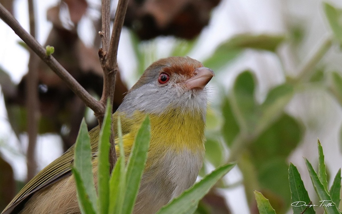 Rufous-browed Peppershrike - ML477508971