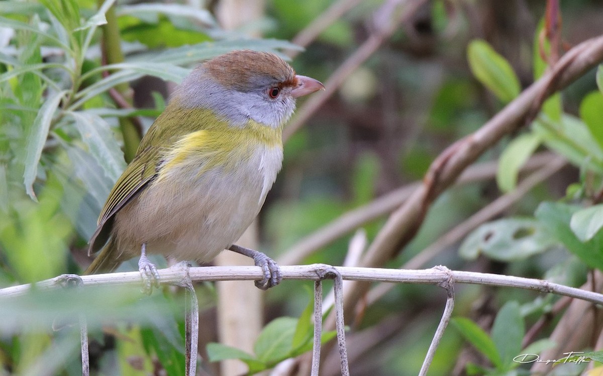 Rufous-browed Peppershrike - ML477508991