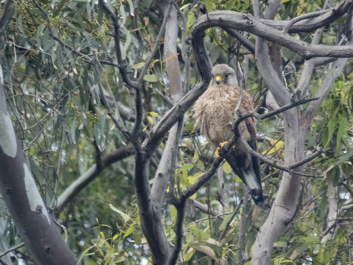 Eurasian Kestrel (Eurasian) - ML47750941