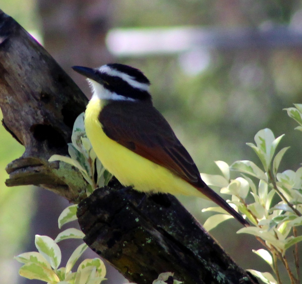 Great Kiskadee - ML47750961