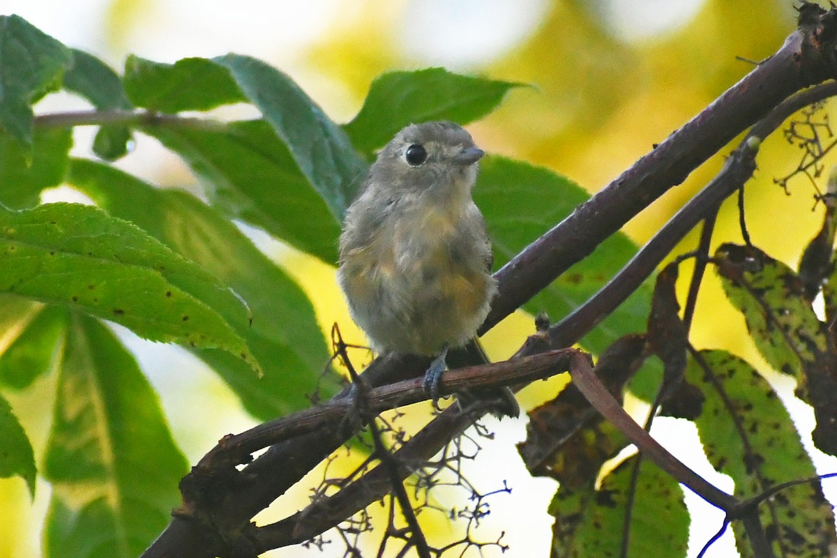 Hutton's Vireo - ML477509861