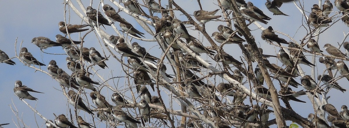 Bank Swallow - ML477509921