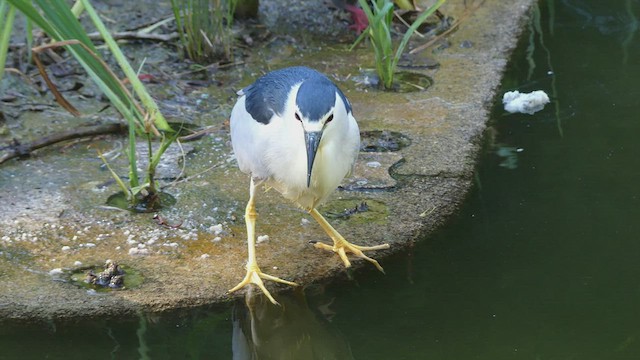 Black-crowned Night Heron - ML477511191