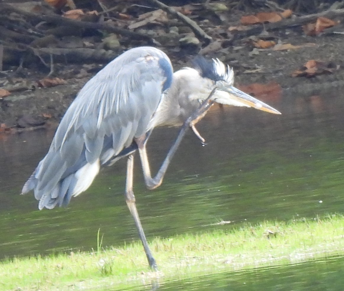 Great Blue Heron - ML477511451