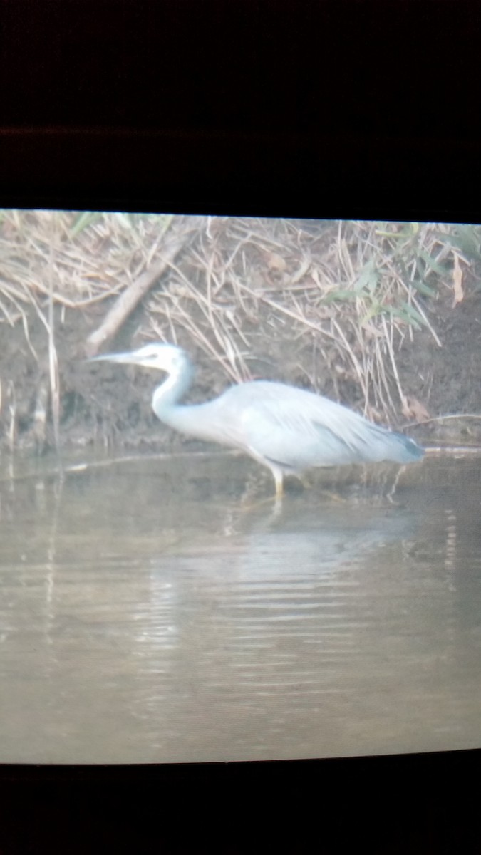 White-faced Heron - ML47751421