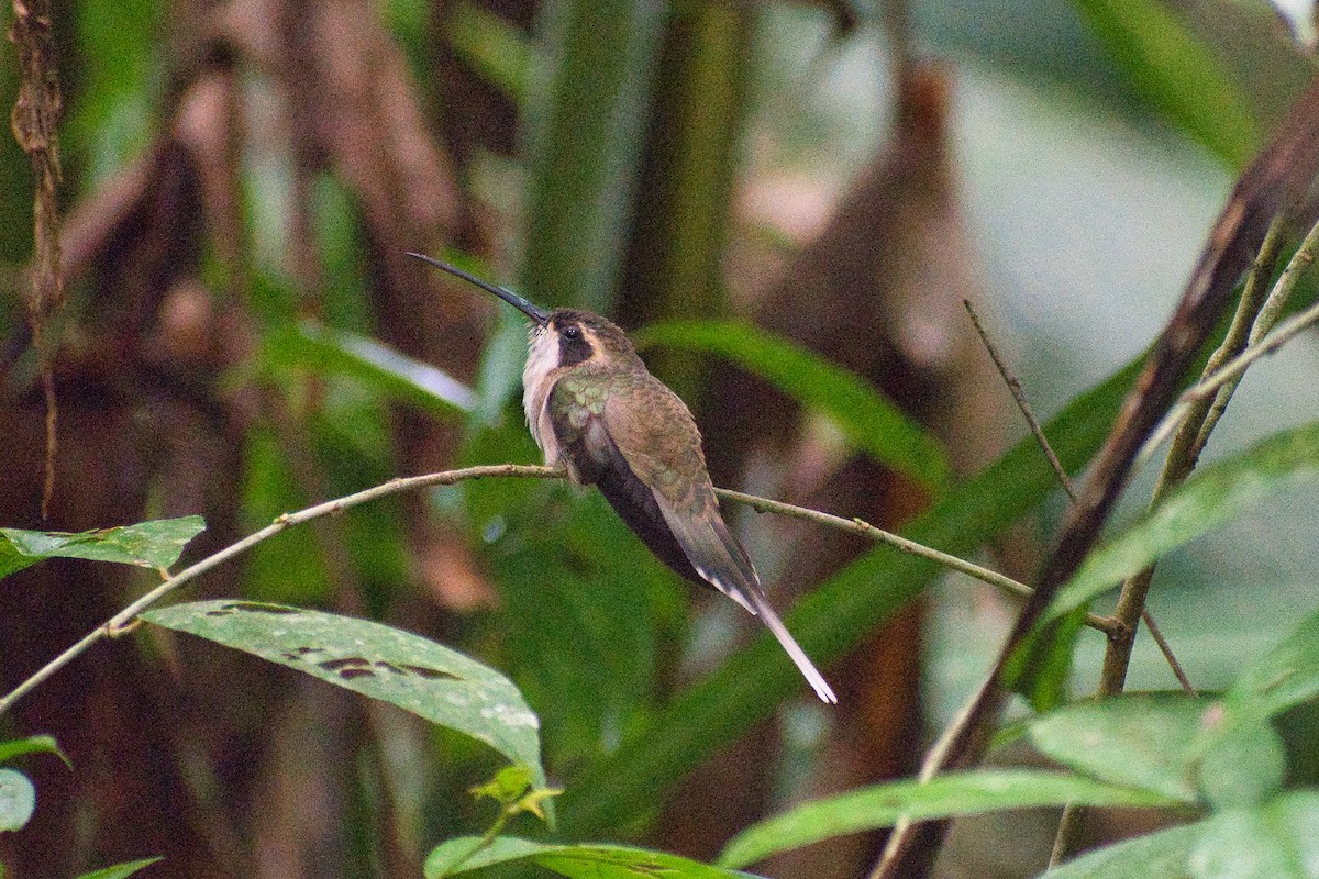 kolibřík světlebřichý - ML477515611