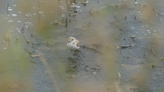 Kentish Plover - ML477515881