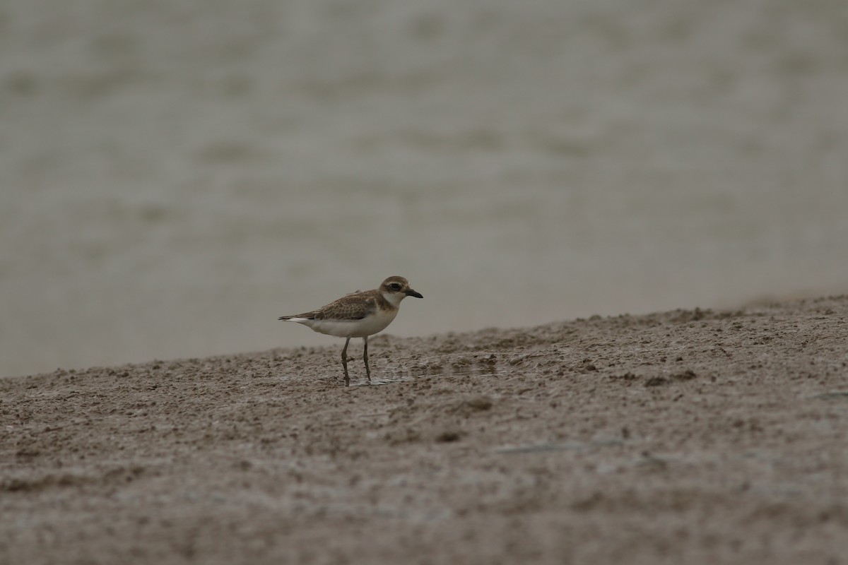 Greater Sand-Plover - ML477516051