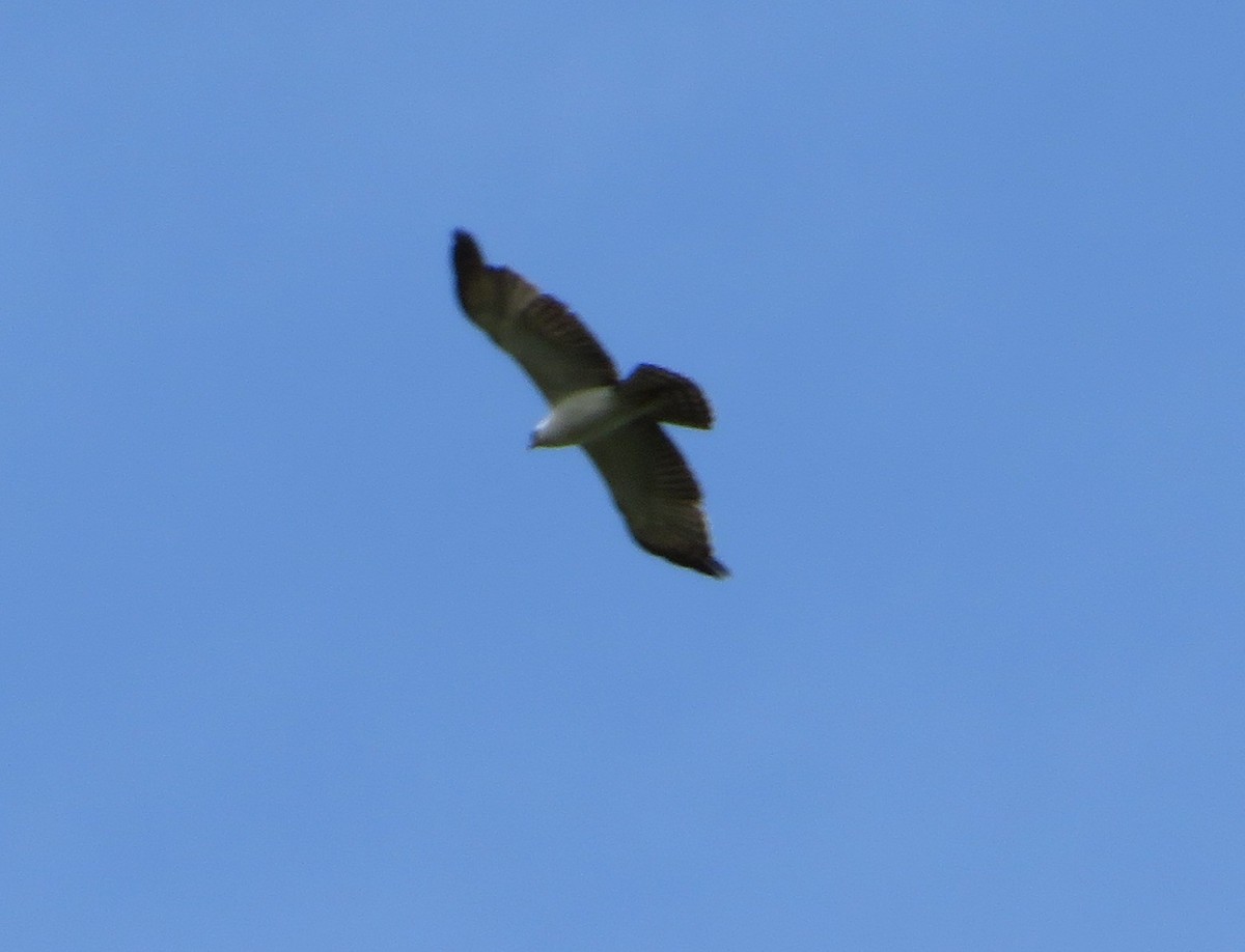 Black-and-white Hawk-Eagle - ML477517451